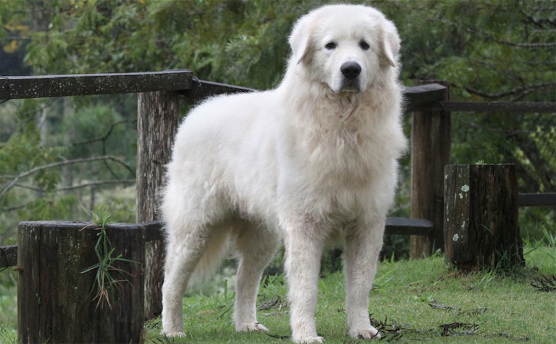 CAFIERO MA da Fazenda Talisman