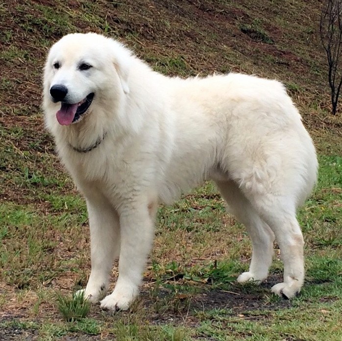Leone