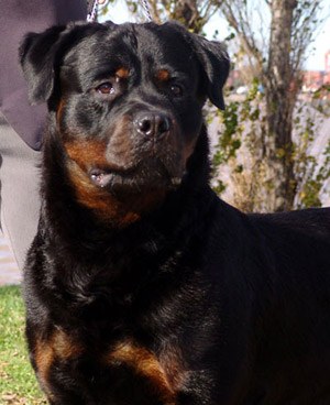 "ODO" Zorba von Hause Sommer